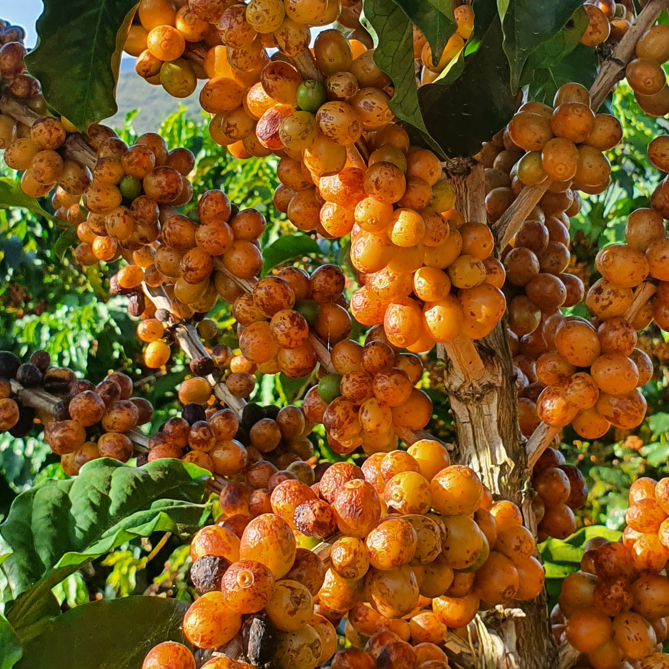 Plantação de café da fazenda no Sul de Minas Gerais - Fazenda Vale da Serra
